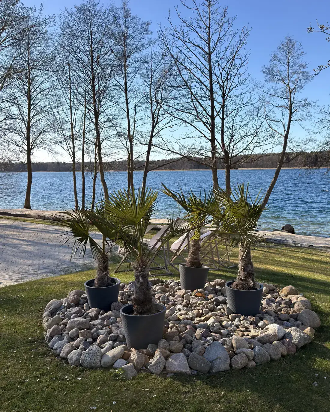 Palms on the shore of the Werbellinsee